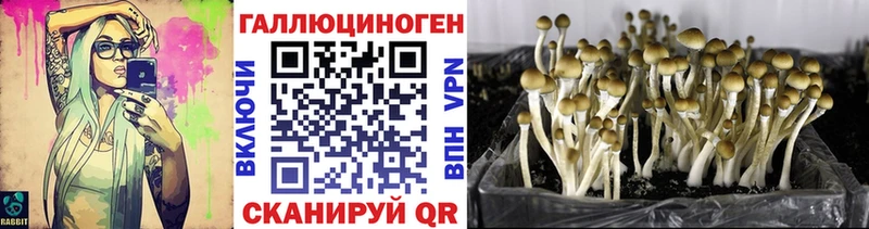 Купить где  Разумное  Псилоцибиновые грибы Cubensis 